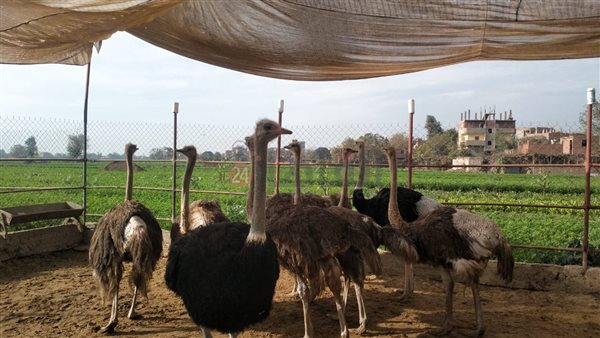 النعام بالمنوفية