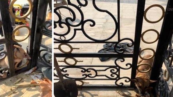 جانب من الواقعة 