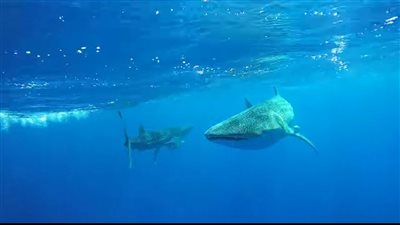 طوله 13 مترا ووزنه 21 طنًا.. ظهور زوجين من القرش الحوتي بمرسى علم