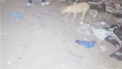 إصابة 3 صغار بعقر كلب مسعور في أسوان| أسماء 