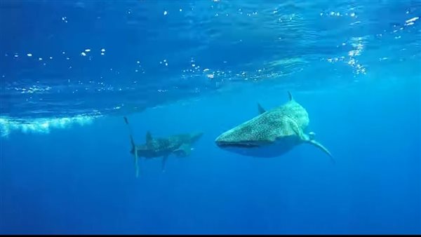 ظهور لزوجين من القرش