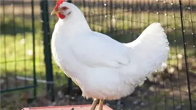 أسعار الفراخ البيضاء اليوم الثلاثاء 26 ديسمبر 2023