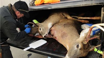 يتلف الدماغ.. معلومات عن مرض زومبي الغزلان