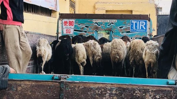 بيطري المنيا 