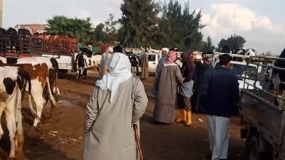 سعر كيلو العجول القائم 142 جنيهًا.. تاجر بأسواق العامرية: أسعار المواشي مرتفعة | بث مباشر 