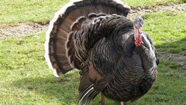  الديك الرومي