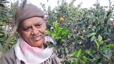 فرحة المزارعين أثناء حصاد محصول البرتقال واليوسفي بالغربية: الخير كتير السنادي والإقبال كبير | بث مباشر