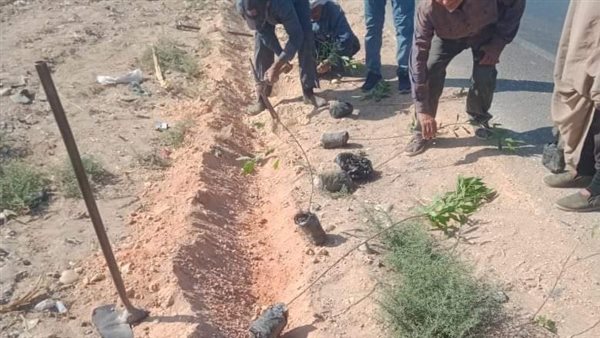 زراعة الأشجار بالمنيا