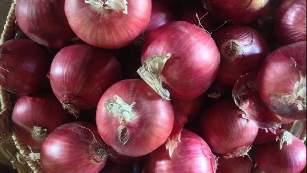 البصل في مصر