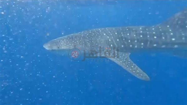 القرش الحوتى بهلول