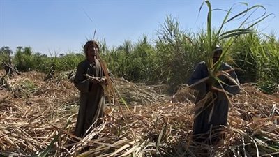 وسط فرحة المزارعين.. بدء موسم كسر القصب بالأقصر