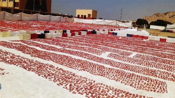 تجفيف الطماطم 