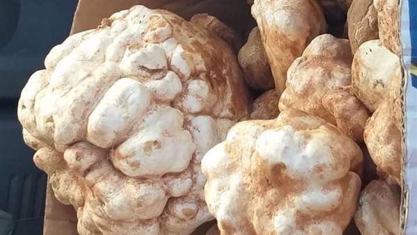  نبات الترفاس 