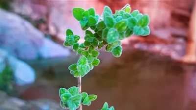 واحة الطب البديل.. تعرف على فوائد الزعتر ضمن جولة في سانت كاترين