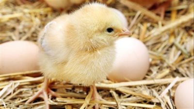 بورصة الدواجن: ارتفاع سعر الكتكوت الأبيض في الأسواق لـ 40 جنيها