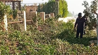 استجابة لـ القاهرة 24.. توجيه بـ تقليم سور شجري بـ عزبة بالفيوم يتسبب في العديد من الحوادث