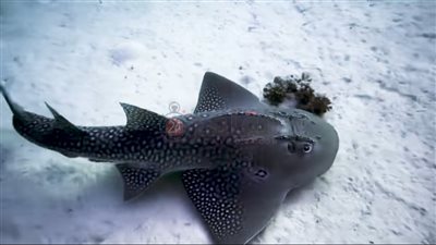 تدفن جسمها في الرمال.. قرش الجيتار تظهر بمرسى شجرة جنوب البحر الأحمر| صور وفيديو