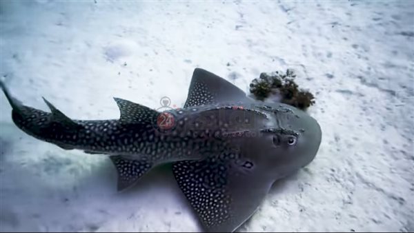 ظهور قرش الجيتار