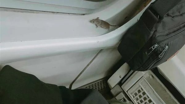 أحد الفئران داخل