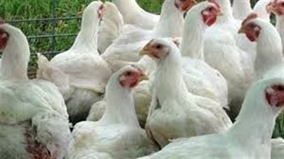 شعبة الدواجن: سعر كيلو الفراخ لن يتعدى 68 جنيها خلال شهر رمضان