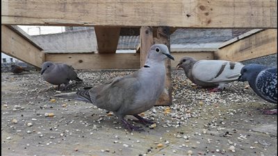 المحكمة الإدارية ترفض طعن نادي الصيد وتجرم رماية الحمام 