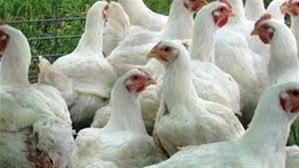 الدواجن اليوم