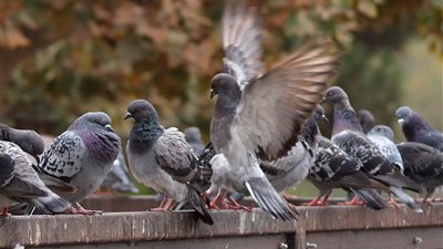 بعد صدور قرار جديد.. القصة الكاملة لتحريم صيد الحمام في نادي الصيد