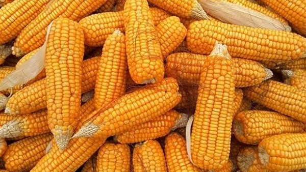 حبوب الأعلاف