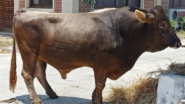 أبقار مراكز بحوث