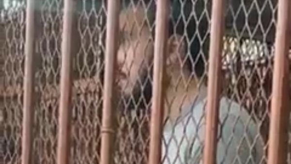 قاتل شقيقته 