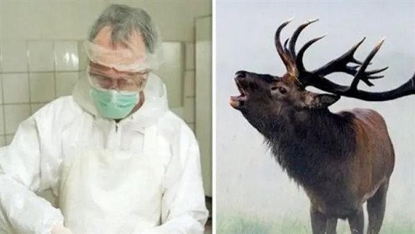 زومبي الغزلان 