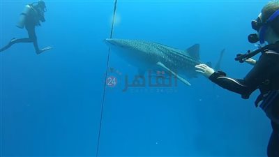 ظهوره يجلب السعادة.. غواصون يرصدون القرش بهلول أمام أحد المنتجعات السياحية بمرسى علم| صور وفيديو