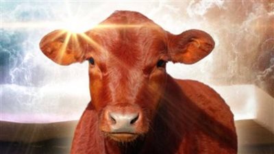 بعد حديث أبو عبيدة.. هل ظهرت البقرة الحمراء؟