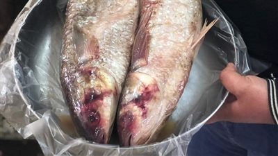 مصدر بـ صحة بورسعيد: حملات على محال الفسيخ بعد حالة تسمم