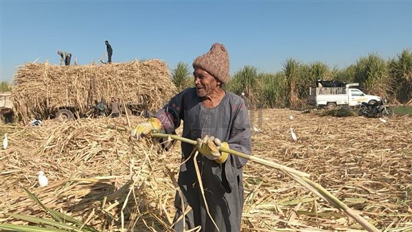 العم محمد الشربيني