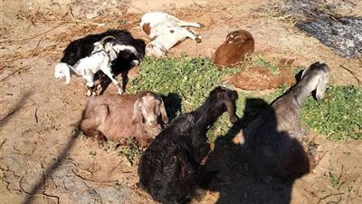 الذئاب تهاجم حظائر الأغنام بمدينة الوقف في قنا.. والطب البيطري: مش اختصاصنا