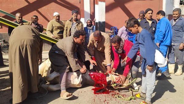 ذبح عجل بمصنع سكر