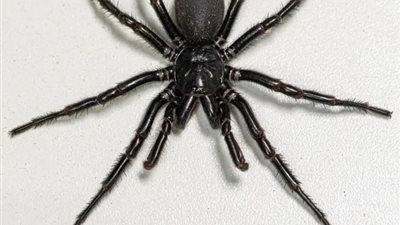 كيف يمكن لـ سُم أحد أخطر العناكب في العالم أن ينقذ حياتك؟