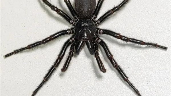 عنكبوت شبكة القمع