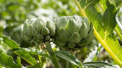 مجمد وطازج.. مركز معلومات الوزراء: مصر المُصدّر الرئيسي للخرشوف إلى إيطاليا