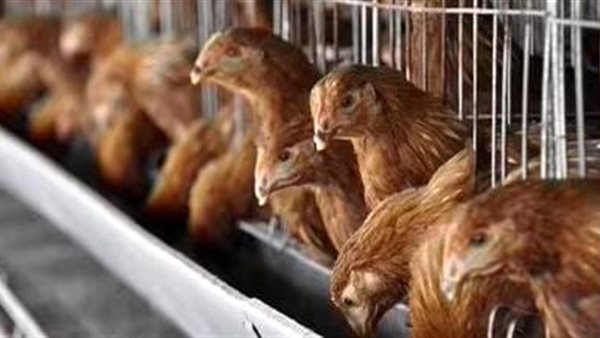 الدجاج - تعبيرية