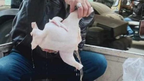 ضبط دواجن محقونة