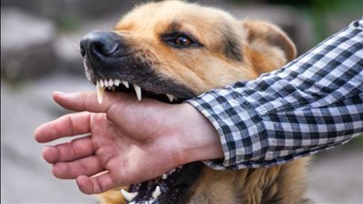 باستخدام كلب.. القبض على المتهمين بالتعدي على شخص بمدينة نصر