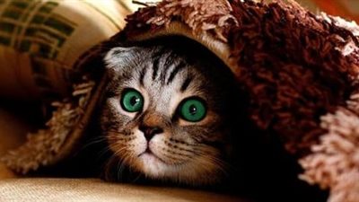 6 أطعمة يجب تجنبها لحماية حيوانك الأليف من التسمم