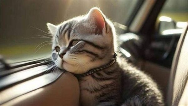 خلفيات قطط فخمة