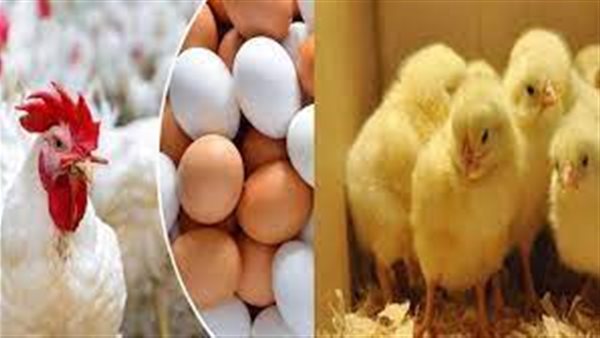 أسعار الدواجن اليوم