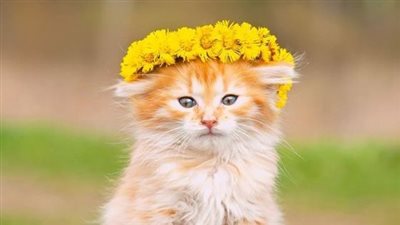 تي تي وزعتر.. أسماء قطط ذكور وإناث.. كتالوج شامل بأسماء عربية وتركية وفرنسية 