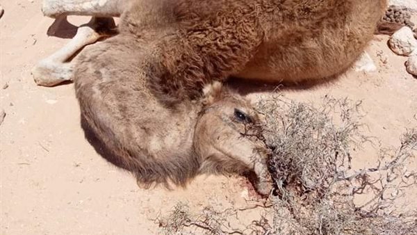 نفوق الإبل - صورة