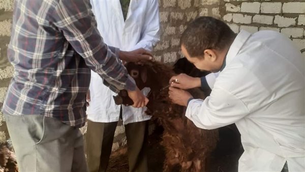 بيطري المنيا 