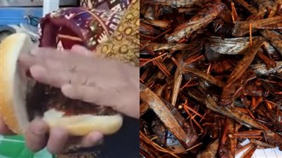 جراد برجر بالكاتشب.. قصة انتشار تناول الجراد بالسعودية وحكم تناوله في الإسلام؟